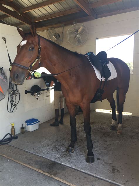 Horses for lease - Height (hh) 16.0. Make a *offer* 9YO W/T/C 15’3 Columbus, OH Rides English or western. Trail rides. Has jumped but she prefers the flat life. Need sold quickly as…. View Details. $6,500. 